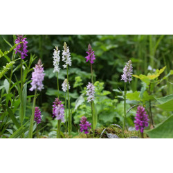 Dactylorhiza majalis, Kukułka szerokolistna