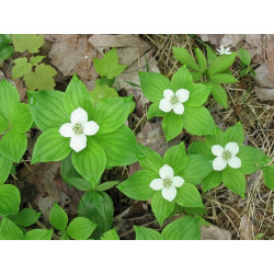 Cornus canadensis, Dereń kanadyjski