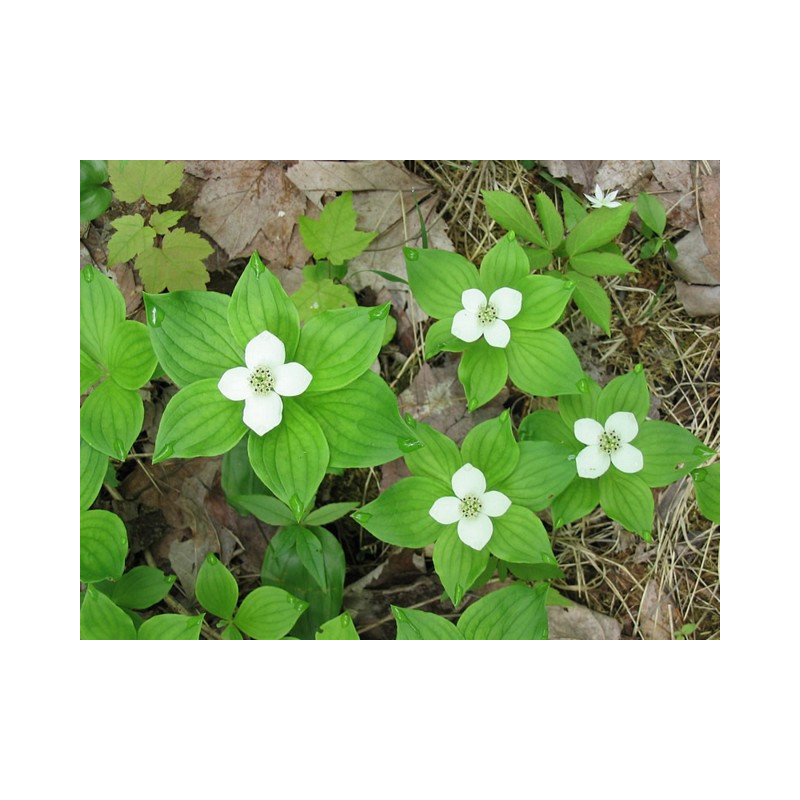 Cornus canadensis, Dereń kanadyjski Cornus canadensis, Dereń kanadyjski
