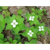 Cornus canadensis, Dereń kanadyjski