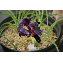 Iris paradoxa (oncocyclus), Kosaciec dziwny