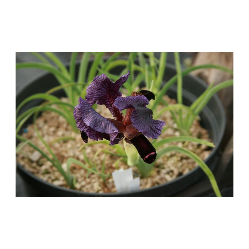 Iris paradoxa (oncocyclus), Kosaciec dziwny Iris paradoxa (oncocyclus), Kosaciec dziwny
