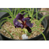 Iris paradoxa (oncocyclus), Kosaciec dziwny