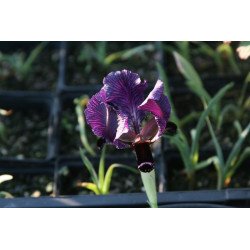 Iris paradoxa (oncocyclus), Kosaciec dziwny