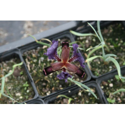 Iris paradoxa (oncocyclus), Kosaciec dziwny