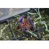 Iris paradoxa (oncocyclus), Kosaciec dziwny