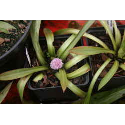 Helonias bullata, Wodzinczyn kulisty