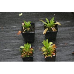 Helonias bullata, Wodzinczyn kulisty
