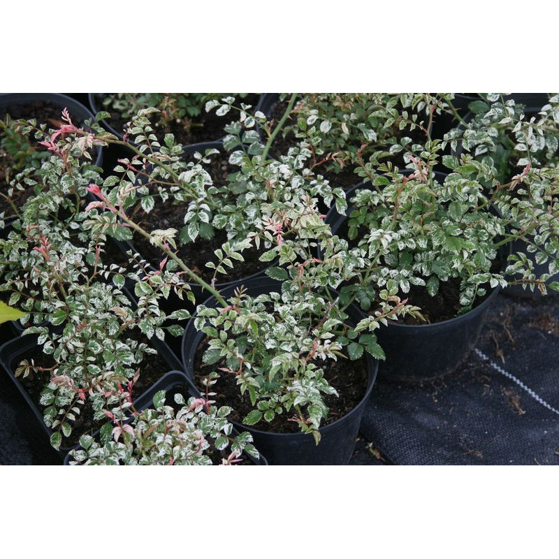 Rosa wichuraina - Variegata Róża