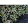 Rosa wichuraina - Variegata Róża