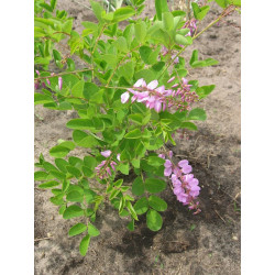 Indigifera kirilowii, Indygowiec Kiryłowa