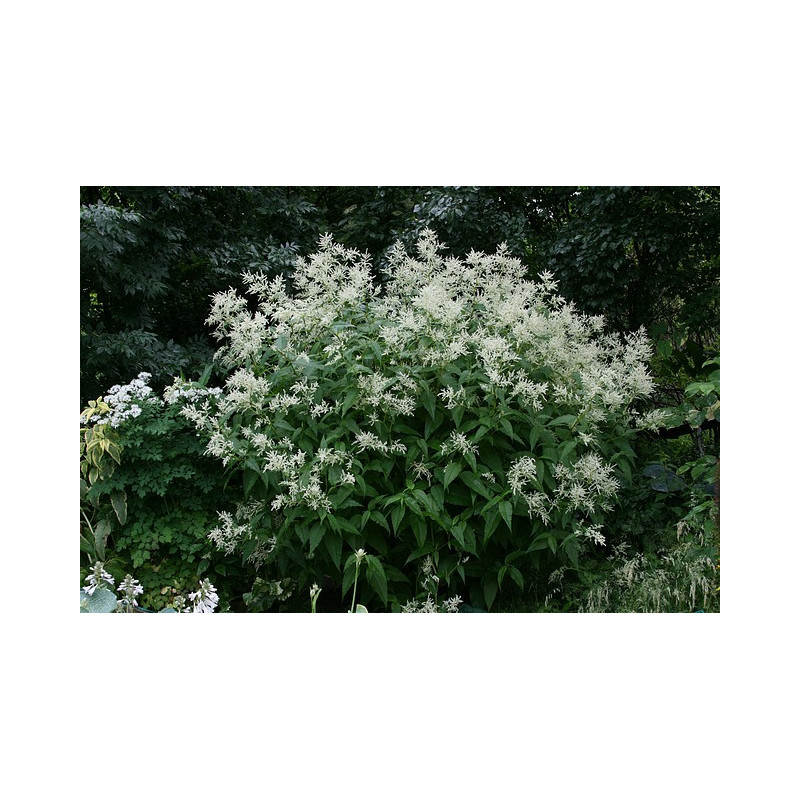 Persicaria polymorpha Rdest zmienny