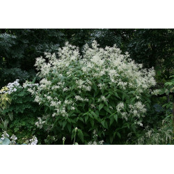 Persicaria polymorpha Rdest zmienny