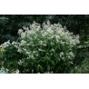 Persicaria polymorpha Rdest zmienny