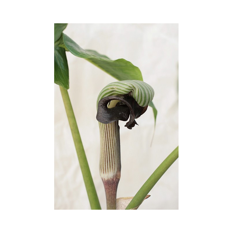 Arisaema ringens  Arizema