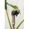 Arisaema ringens  Arizema