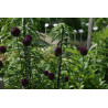 Allium rotundum Czosnek kulisty