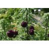 Allium rotundum Czosnek kulisty