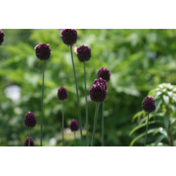 Allium rotundum Czosnek kulisty