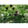 Allium rotundum Czosnek kulisty