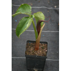Arisaema costatum  Arizema
