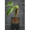 Arisaema costatum  Arizema