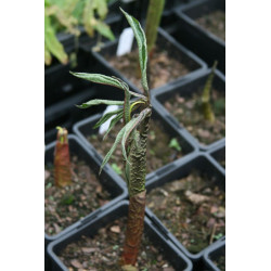 Arisaema tortuosum  Arizema