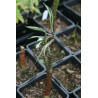 Arisaema tortuosum  Arizema