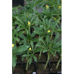 Arisaema flavum  Arizema