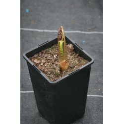 Arisaema speciosum  Arizema