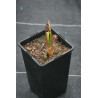 Arisaema speciosum  Arizema