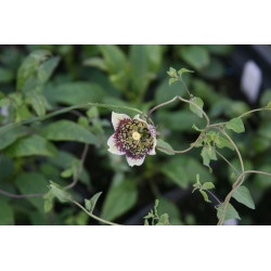 Codonopsis subscaposa Dzwonkowiec