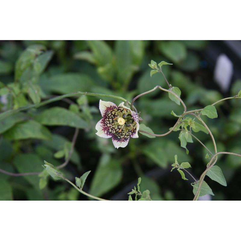 Codonopsis subscaposa Dzwonkowiec Codonopsis subscaposa Dzwonkowiec