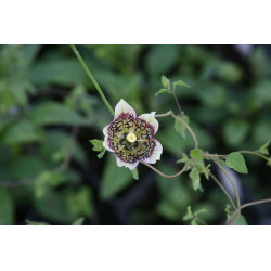 Codonopsis subscaposa Dzwonkowiec