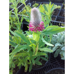 Trifolium rubens - Koniczyna długokłosowa