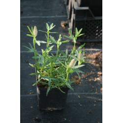 Trifolium rubens - Koniczyna długokłosowa