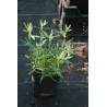 Trifolium rubens - Koniczyna długokłosowa