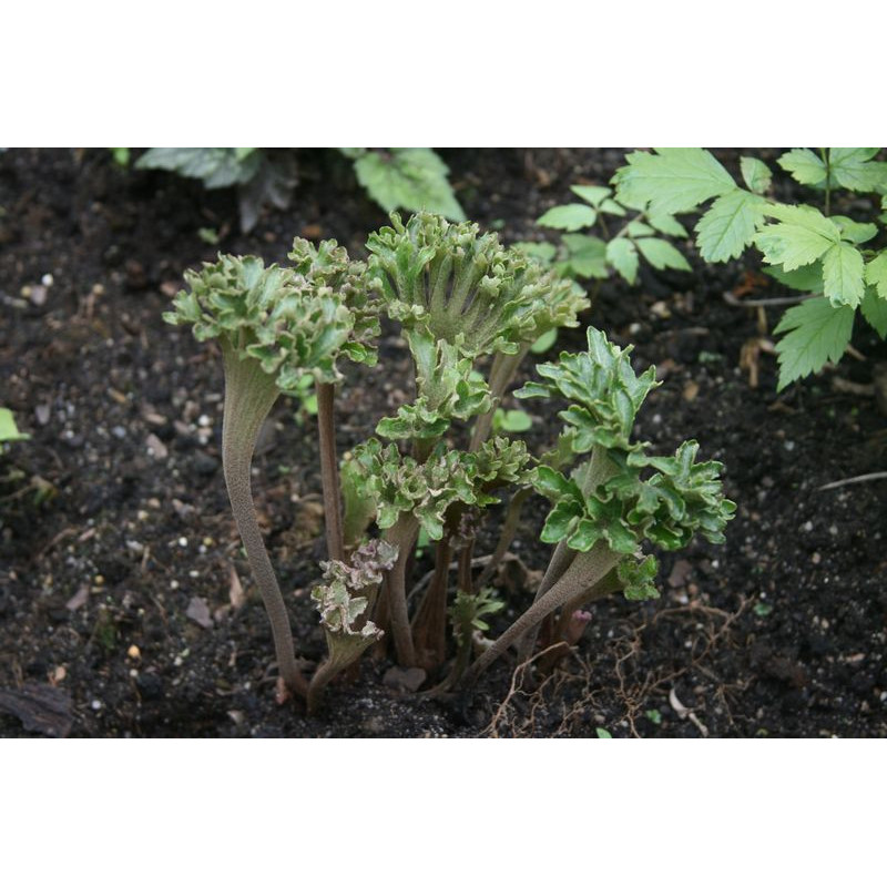 Farfugium japonicum - Wavy Gravy