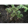 Farfugium japonicum - Wavy Gravy