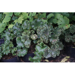 Farfugium japonicum - Wavy Gravy