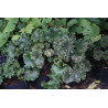 Farfugium japonicum - Wavy Gravy