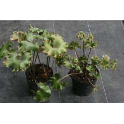Farfugium japonicum - Wavy Gravy