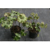 Farfugium japonicum - Wavy Gravy