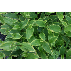 Tricyrtis formosana - Autumn Glow Trójsklepka