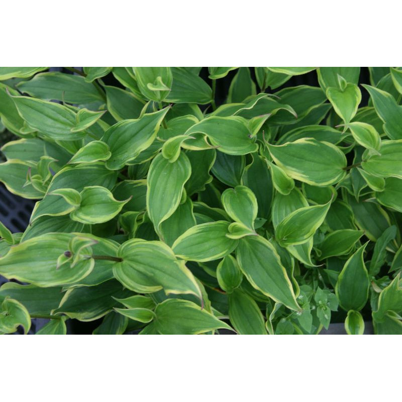 Tricyrtis formosana - Autumn Glow Trójsklepka