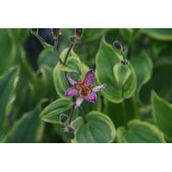 Tricyrtis formosana - Autumn Glow Trójsklepka