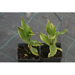 Tricyrtis formosana - Autumn Glow Trójsklepka