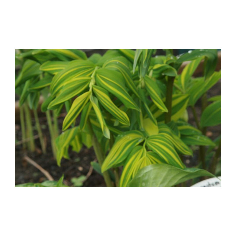 Polygonatum odoratum var. maximowiczii- Mineyama Nishiki Kokoryczka wonna Polygonatum odoratum var. maximowiczii- Mineyama Nishiki Kokoryczka wonna