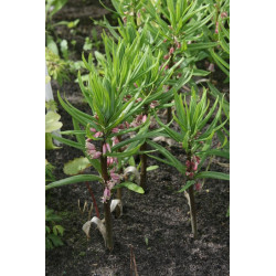 Polygonatum stewartianum Kokoryczka