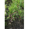 Polygonatum stewartianum Kokoryczka